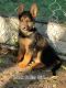 German Shepherd Puppies for sale in Wichita, KS, USA. price: $500