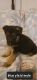 German Shepherd Puppies for sale in Goldsboro, NC, USA. price: $1,200