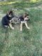 German Shepherd Puppies for sale in Escondido, CA, USA. price: $450