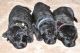 German Shepherd Puppies for sale in Deer Park, WA 99006, USA. price: NA