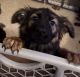 German Shepherd Puppies for sale in Cottonwood, AZ, USA. price: $600