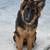 German Shepherd Puppies for sale in S Tanner Rd, Florida, USA. price: $1,800