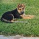 German Shepherd Puppies for sale in Wichita, KS, USA. price: $500