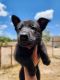 German Shepherd Puppies for sale in San Angelo, TX, USA. price: $500