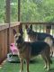 German Shepherd Puppies for sale in Valley View, TX, USA. price: $500