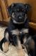 German Shepherd Puppies for sale in Chandler, AZ, USA. price: $1,000