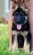 German Shepherd Puppies for sale in Madera, CA, USA. price: $1,500