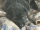 German Shepherd Puppies for sale in Kalamazoo, MI 49009, USA. price: $1,000