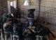German Shepherd Puppies for sale in Montgomery, AL, USA. price: $700