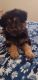 German Shepherd Puppies for sale in Sierra Vista, AZ, USA. price: $650