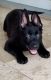 German Shepherd Puppies for sale in Miami, FL 33182, USA. price: $200,000
