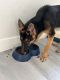 German Shepherd Puppies for sale in Hollywood, FL, USA. price: $800