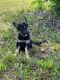 German Shepherd Puppies for sale in Pierson, FL 32180, USA. price: $600