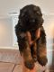 German Shepherd Puppies for sale in Alexandria, VA, USA. price: $2,850