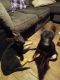 German Shepherd Puppies for sale in Chattanooga, TN, USA. price: $500