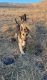 German Shepherd Puppies for sale in Gilroy, CA 95020, USA. price: $250