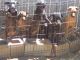 German Shepherd Puppies for sale in Anderson, CA 96007, USA. price: NA