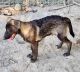 German Shepherd Puppies for sale in Granbury, TX, USA. price: $350