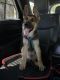 German Shepherd Puppies for sale in San Diego, CA, USA. price: $800