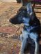 German Shepherd Puppies for sale in Pomona Park, FL 32181, USA. price: $450