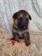 German Shepherd Puppies for sale in Springfield, MN 56087, USA. price: NA