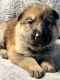 German Shepherd Puppies for sale in Trenton, TX, USA. price: $1,000