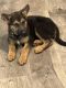 German Shepherd Puppies for sale in Anna, TX 75409, USA. price: $800