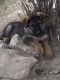 German Shepherd Puppies for sale in Rifle, CO 81650, USA. price: $2,000