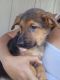 German Shepherd Puppies for sale in Easley, SC, USA. price: $500