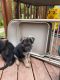 German Shepherd Puppies for sale in Durham, NC, USA. price: $250