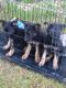 German Shepherd Puppies for sale in 107 Sampson Dr, Jonesville, VA 24263, USA. price: $150
