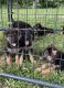 German Shepherd Puppies for sale in Crab Orchard, KY 40419, USA. price: $1,200