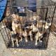 German Shepherd Puppies for sale in Lawrenceville, GA, USA. price: $80