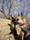 German Shepherd Puppies for sale in Albuquerque, NM, USA. price: $700
