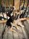 German Shepherd Puppies for sale in Schertz, TX, USA. price: $200