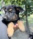 German Shepherd Puppies for sale in Gretna, VA 24557, USA. price: $1,500