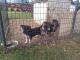 German Shepherd Puppies for sale in Albion, IN 46701, USA. price: $750