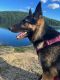 German Shepherd Puppies for sale in Hudson, NY 12534, USA. price: $2,000