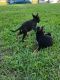 German Shepherd Puppies for sale in Kingsport, TN, USA. price: $150