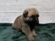 German Shepherd Puppies for sale in Clinton, MI 49236, USA. price: $600