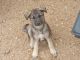 German Shepherd Puppies for sale in Meadview, AZ 86444, USA. price: $500