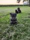 German Shepherd Puppies for sale in Goshen, IN, USA. price: $950