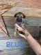 German Shepherd Puppies for sale in Clarksville, TN, USA. price: $800