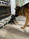 German Shepherd Puppies for sale in Avon Park, FL 33825, USA. price: $900