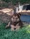 German Shepherd Puppies for sale in Amarillo, TX, USA. price: $650