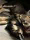 German Shepherd Puppies for sale in Clarksville, TN, USA. price: $800