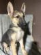 German Shepherd Puppies for sale in Quitman, TX 75783, USA. price: $850
