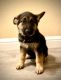 German Shepherd Puppies for sale in Sacramento, CA, USA. price: $349