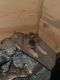 German Shepherd Puppies for sale in Columbus, IN, USA. price: $450