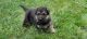 German Shepherd Puppies for sale in Angola, IN 46703, USA. price: $1,000